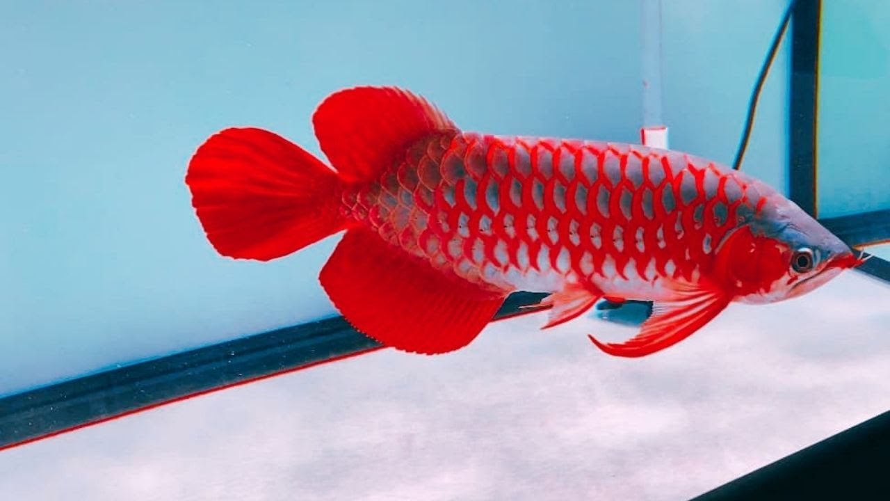 Arowana at Ganraj Aquarium Pune – Red Arowana Dragon Fish