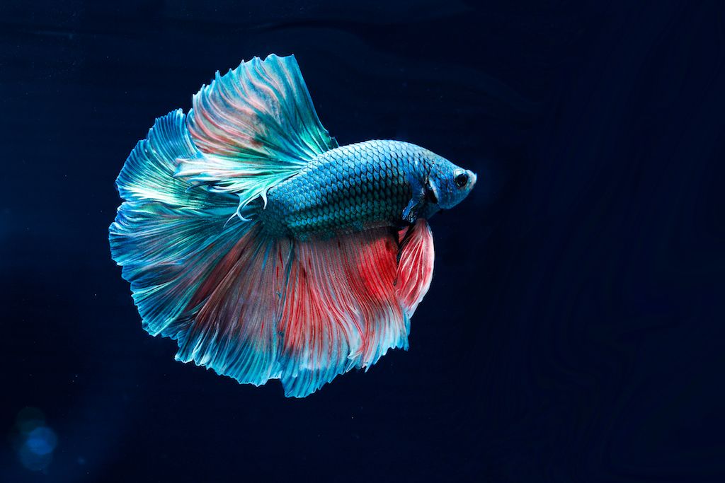 Betta Fish at Ganraj Aquarium Pune – Siamese Fighting Fish