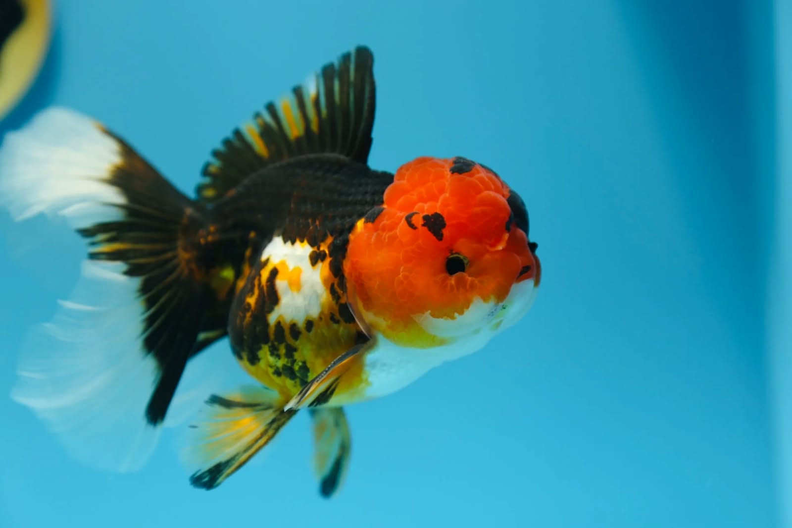 Goldfish at Ganraj Aquarium Pune – Oranda, Fancy Goldfish